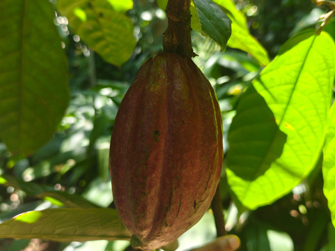 Sirilak Spice & Herbal Garden-Matale必去景点