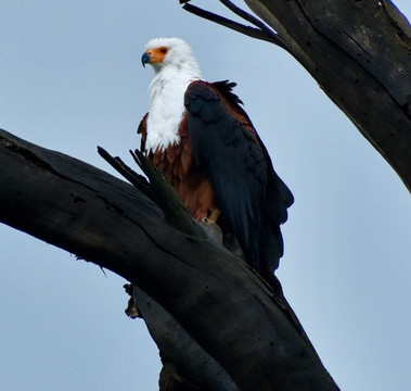 Malnodez Safaris-纳库鲁必去景点