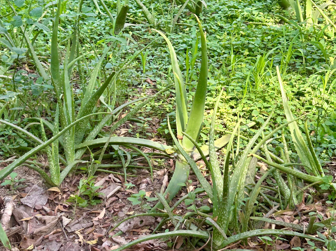 Shri Sivalaya Holistic wellness-Kangeyam必去景点