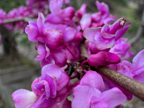 杭州植物园-杭州市必去景点