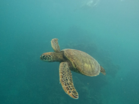 海洋逃逸度假村和spa主图