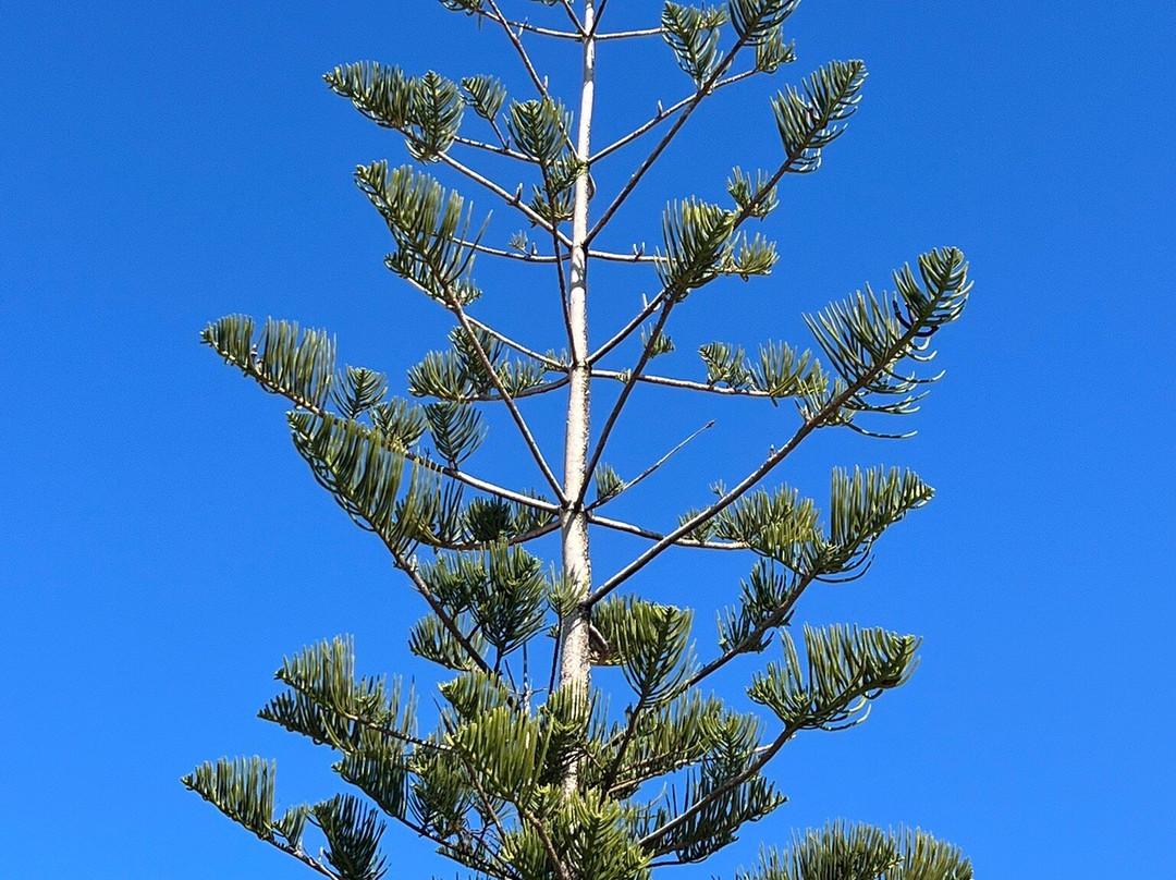 Cimetiere des Sanguinaires-阿雅克肖必去景点