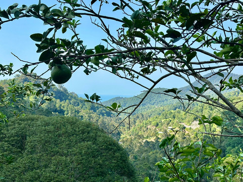 槟城热带果园-峇都丁宜必去景点