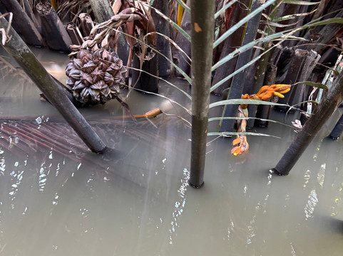 DinHo Ecotour-Ben Tre必去景点