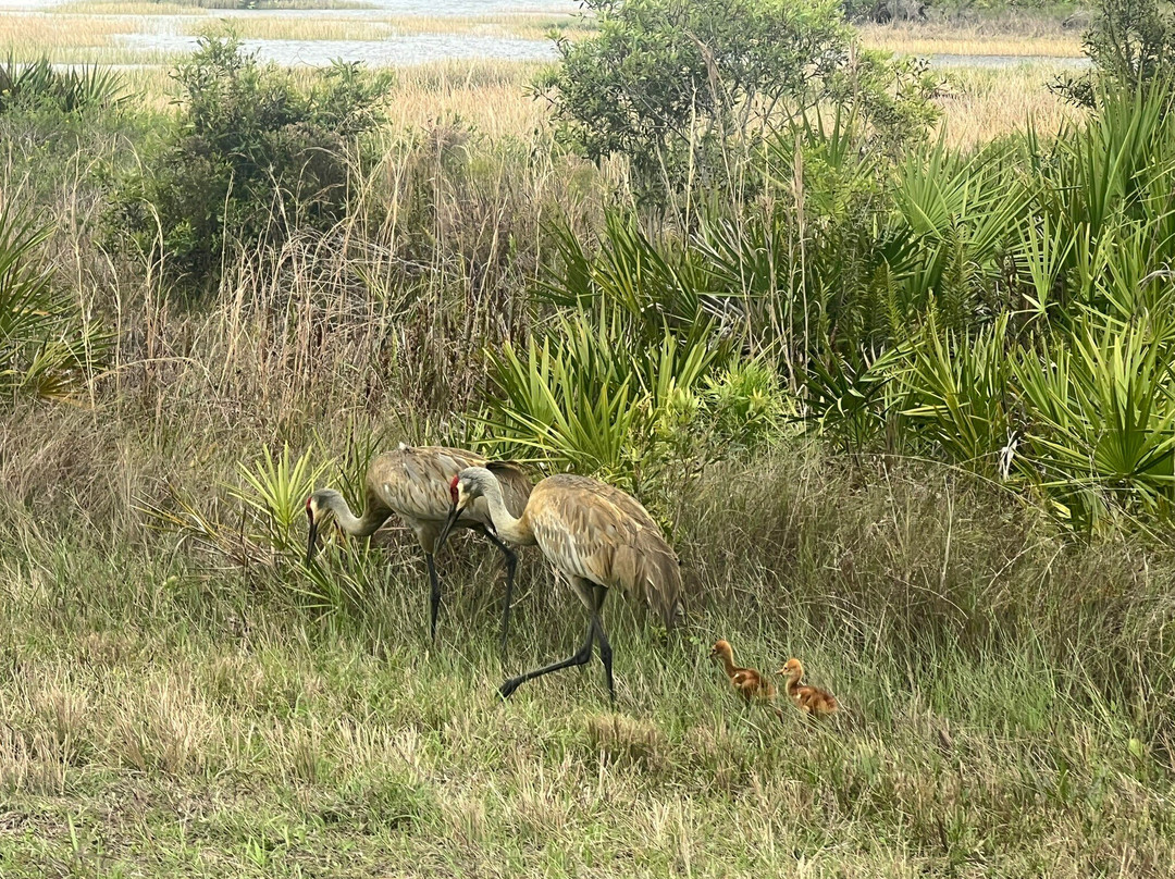 Fred C. Babcock-Cecil M. Webb Wildlife Management Area-蓬塔戈尔达必去景点