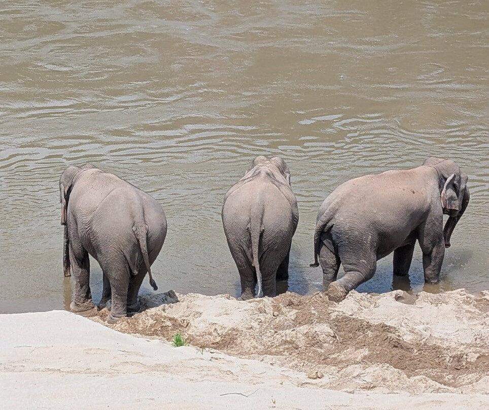 Mekong Elephant Park-北宾必去景点