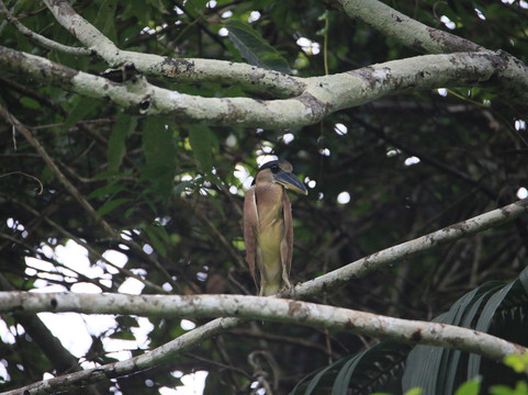 Selva Verde Tours-Misahualli必去景点