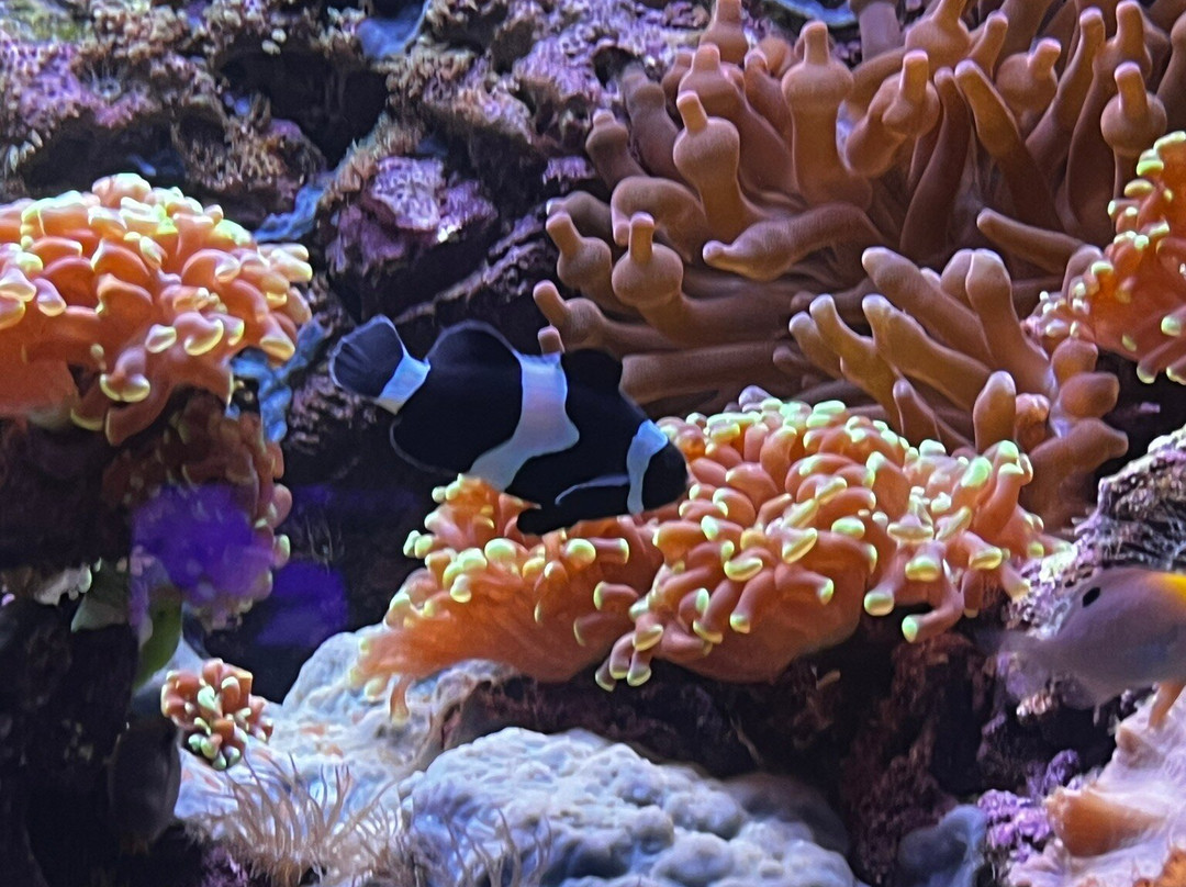 Aquarium de Lyon-La Mulatiere必去景点