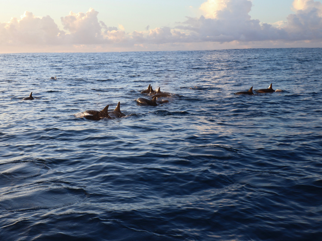 Vitamin Sea Mauritius-黑河必去景点