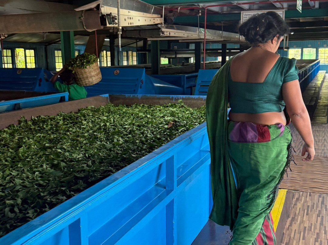 Glenloch Tea Factory-Katukitula必去景点