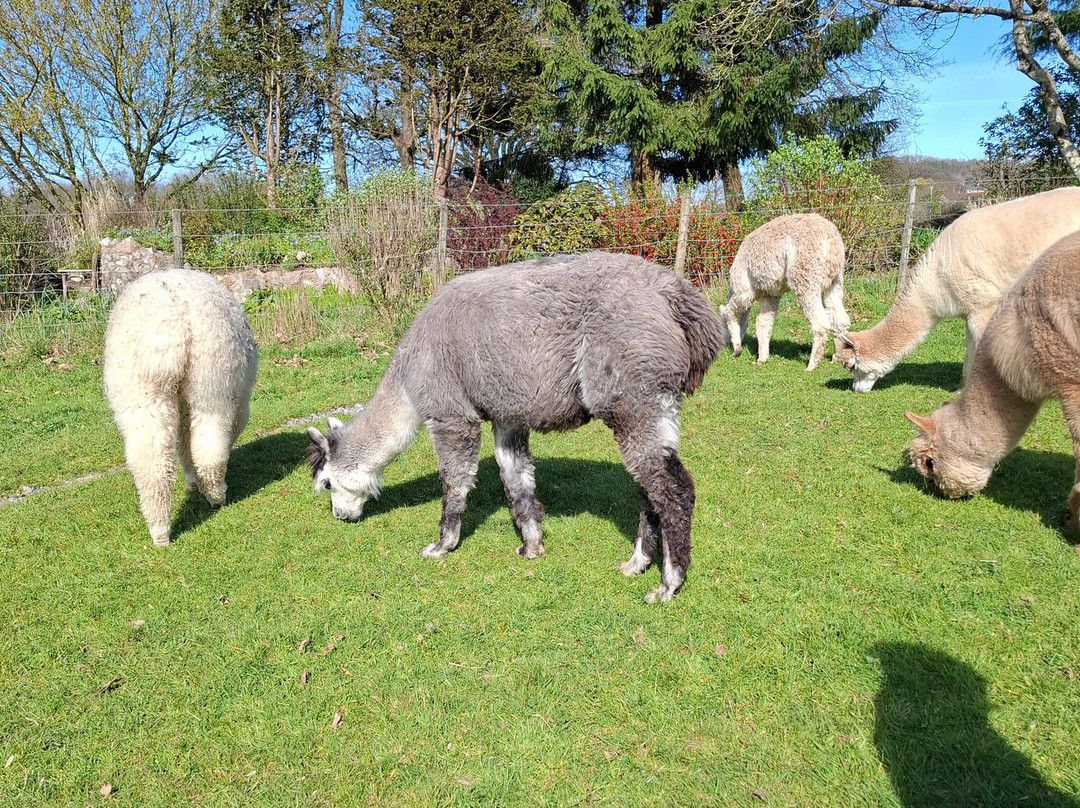 Reservoir Alpacas-Chard必去景点