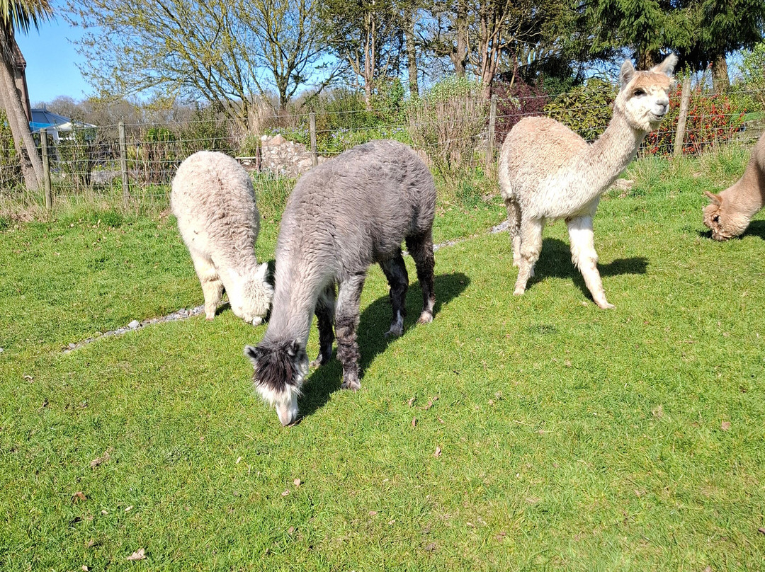 Reservoir Alpacas-Chard必去景点