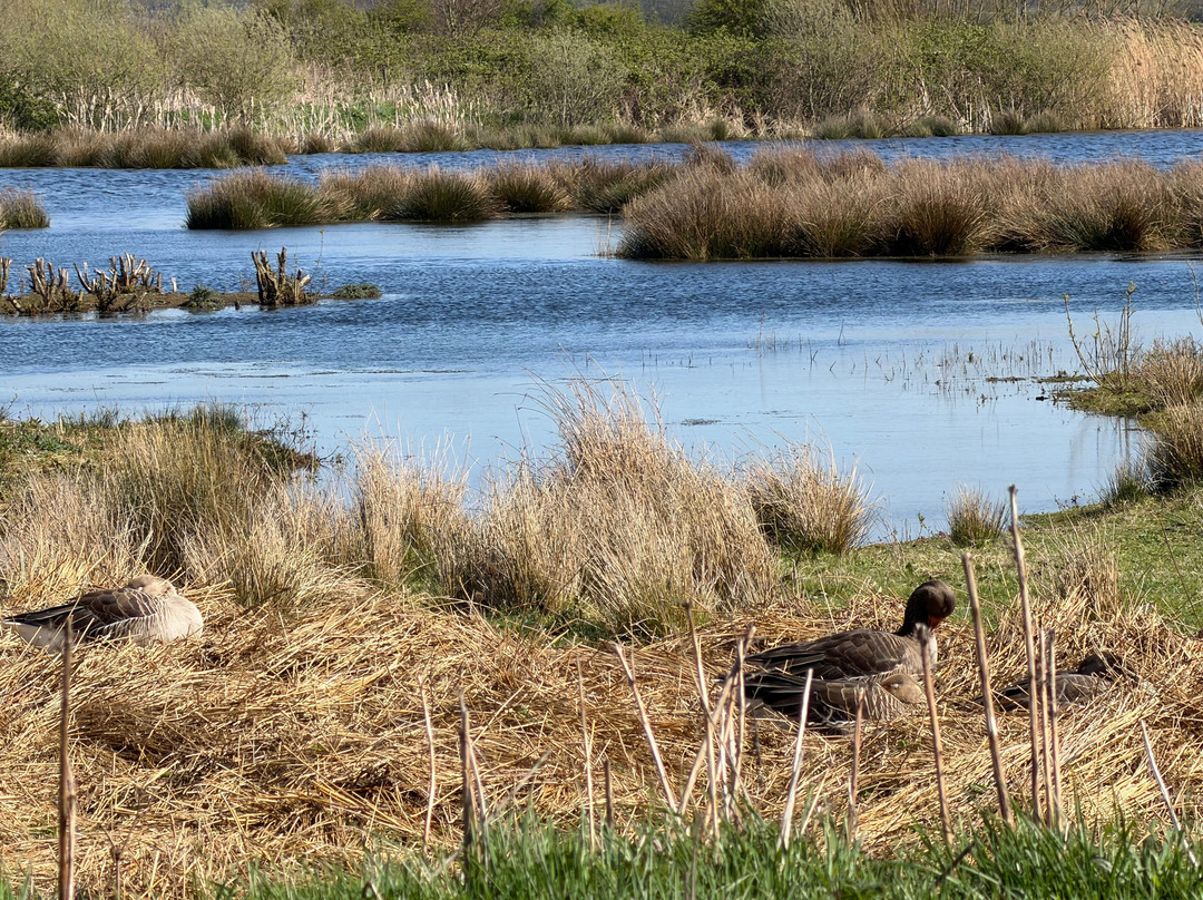 Lunt Meadows Nature Reserve-利物浦必去景点
