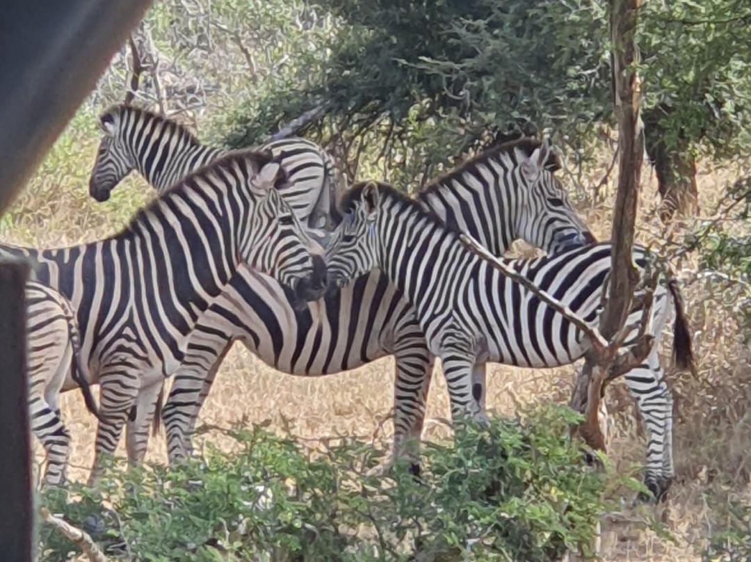 Game drives at Phalaborwa Gate in Kruger National Park-克鲁格国家公园必去景点
