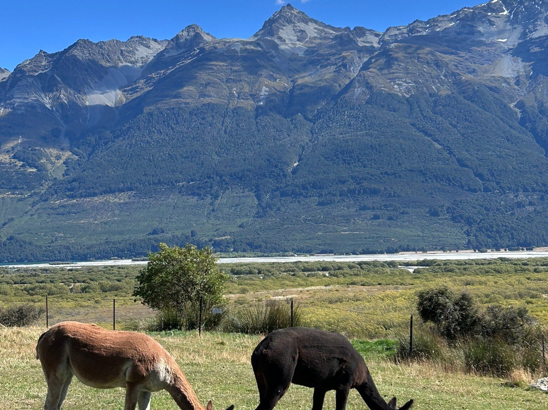 Glenorchy Animal Experience-格伦诺基必去景点