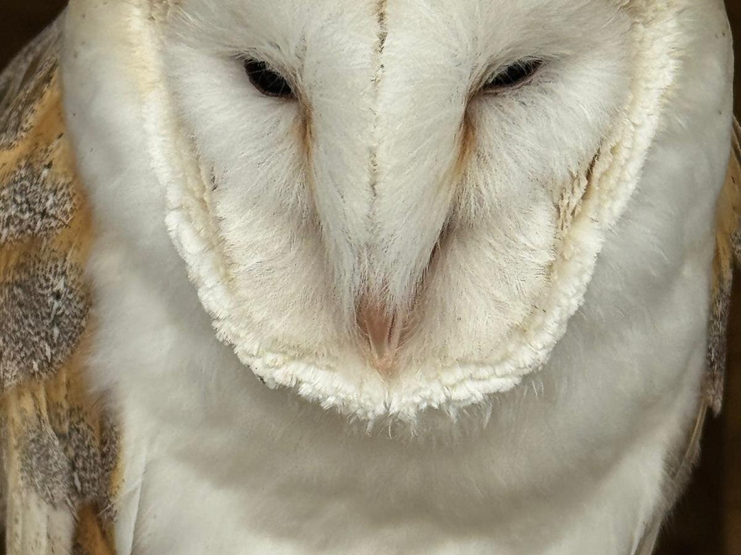 Cheshire Falconry-Northwich必去景点