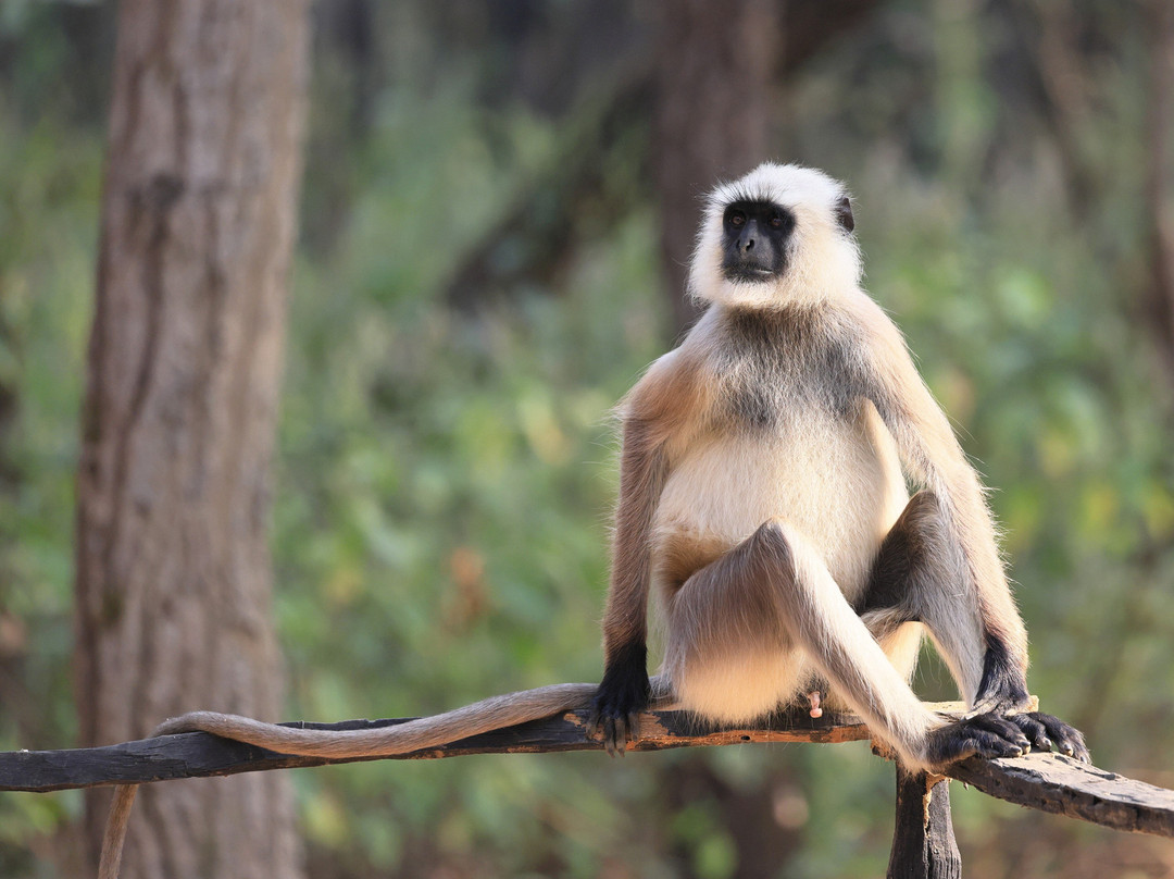 Singinawa Jungle Lodge主图