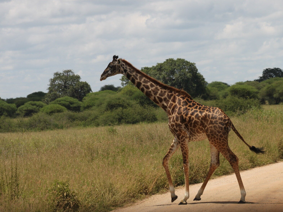 Wild Authentic Tanzania-阿鲁沙必去景点