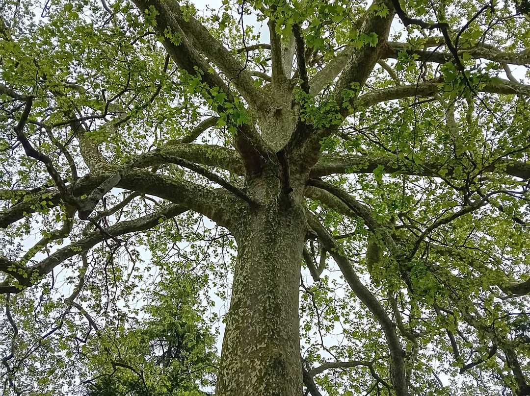 Parco Termale Del Garda Villa Dei Cedri-Cola必去景点