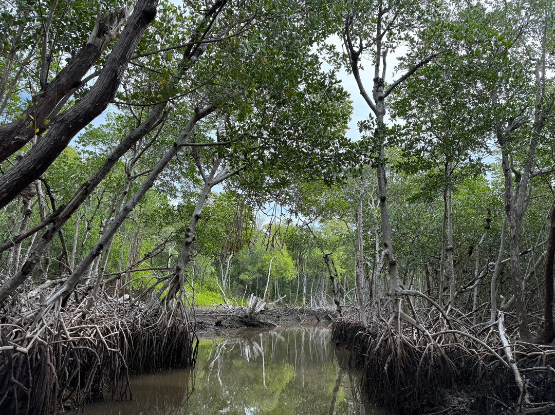 Everglades City Airboat Tours-大沼泽地必去景点