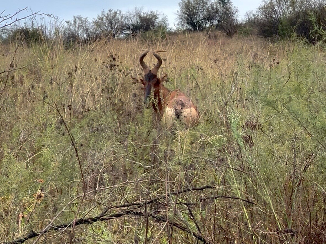 Dlamini 4 Africa Tours & Safaris-比勒陀利亚必去景点