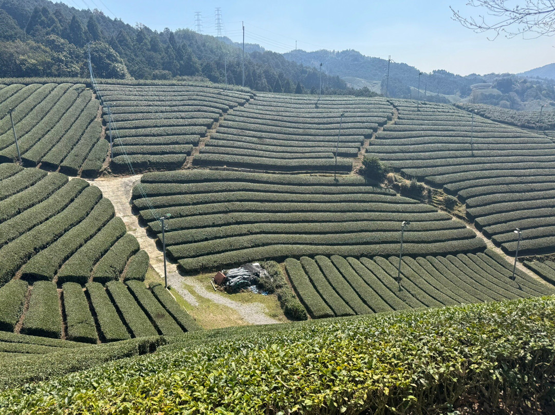 Kyoto Obubu Tea Farms-和束町必去景点