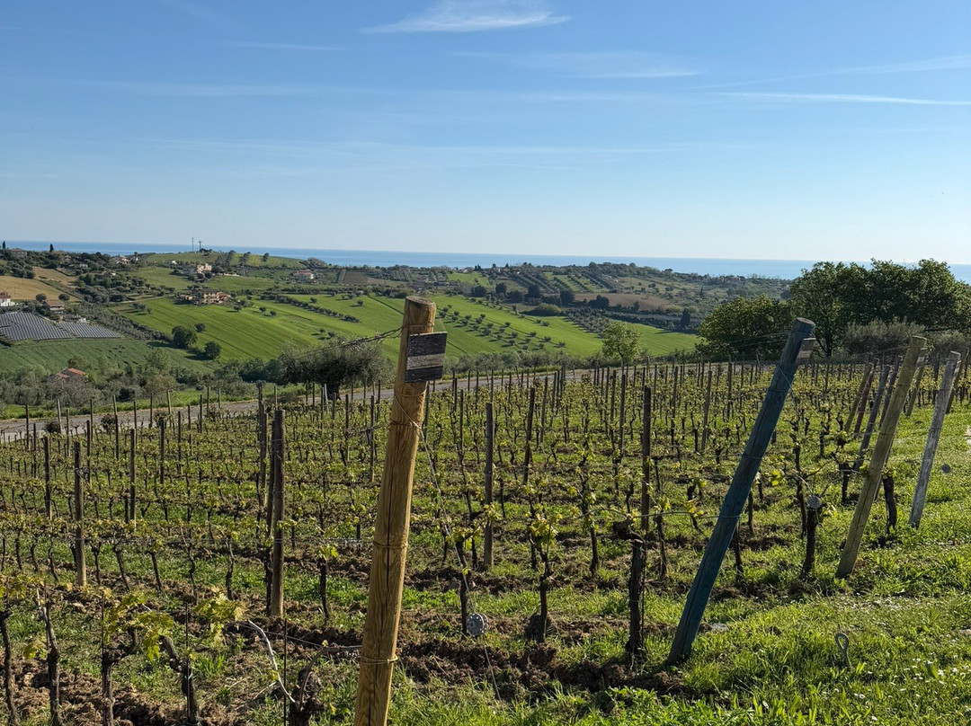 Podere Colle San Massimo
