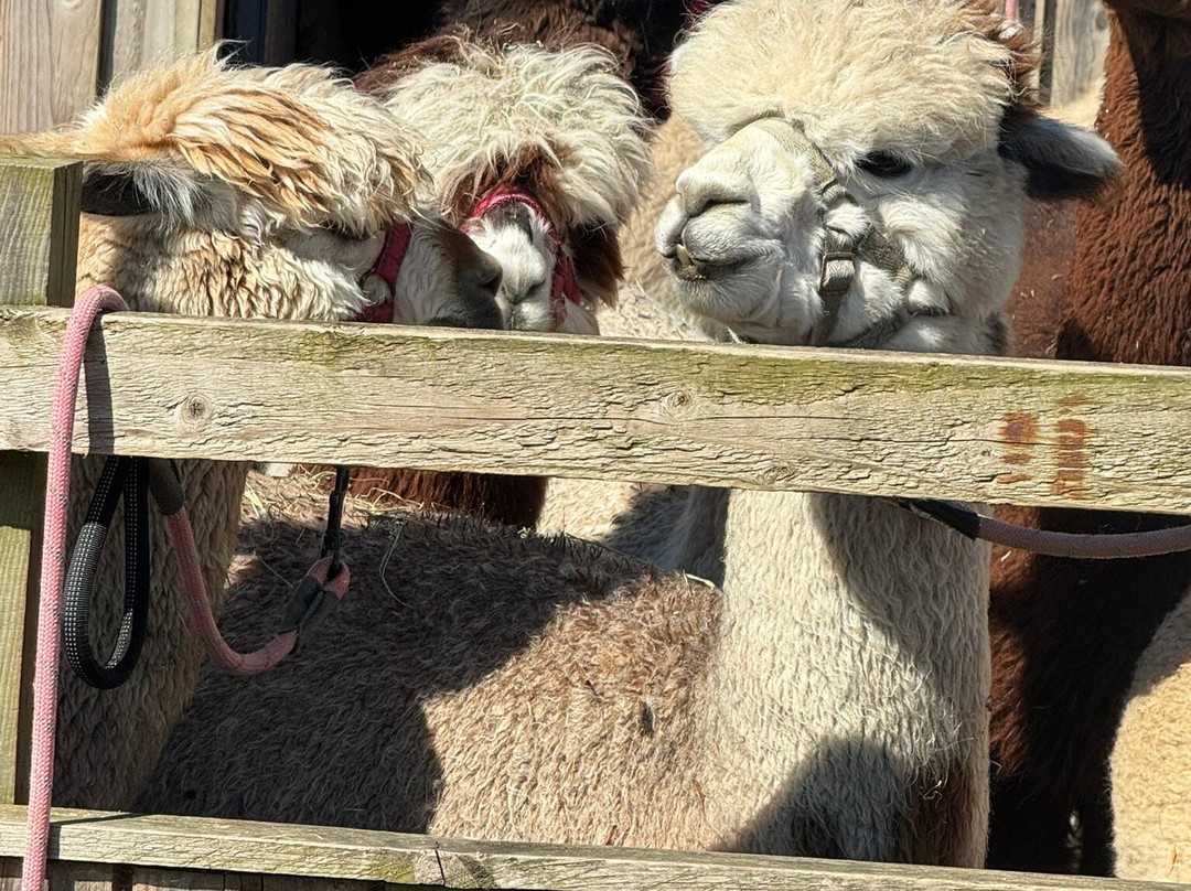 Nanny Sharon's Alpaca Farm C.I.C-Prenton必去景点
