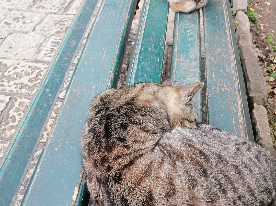 Kotor Old Town-科托尔必去景点