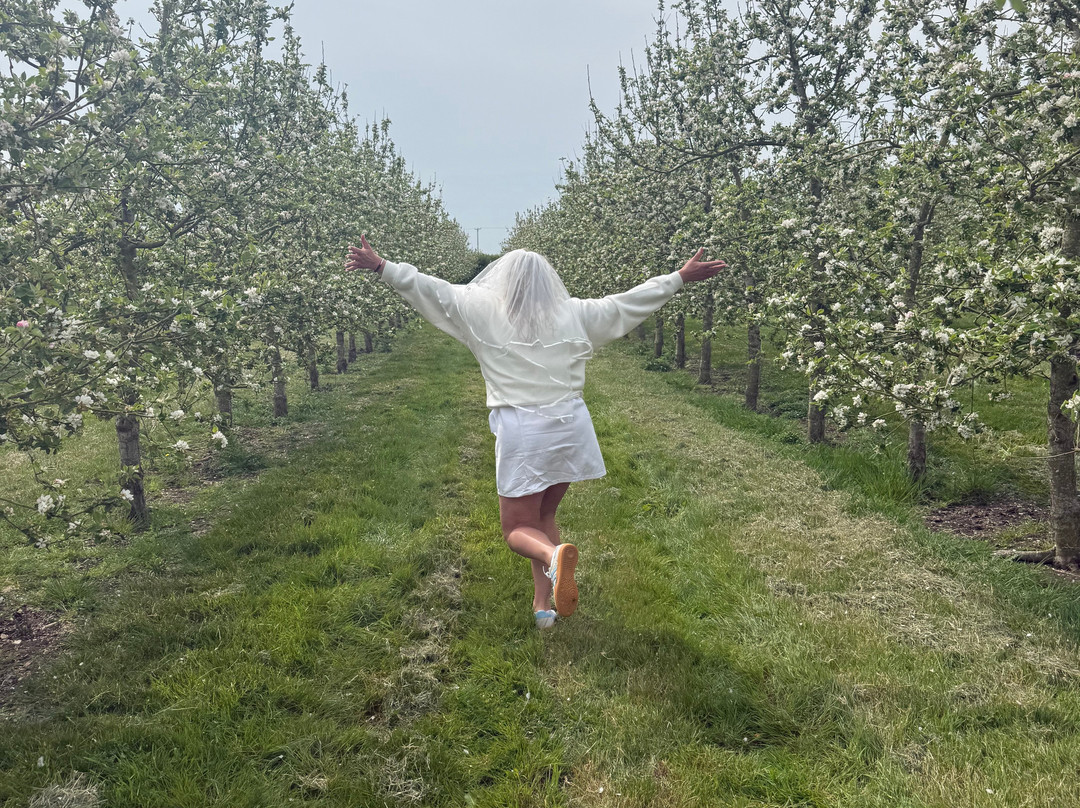 Harrys Cider-Langport必去景点