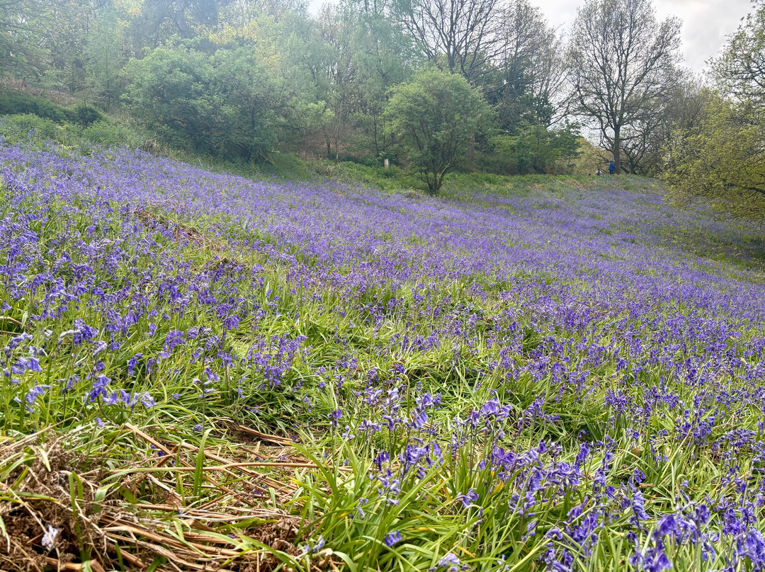Clent Hills-Clent必去景点