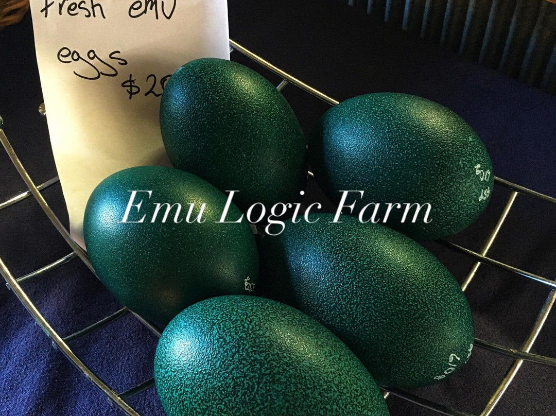 Emu Logic-Tooraweenah必去景点