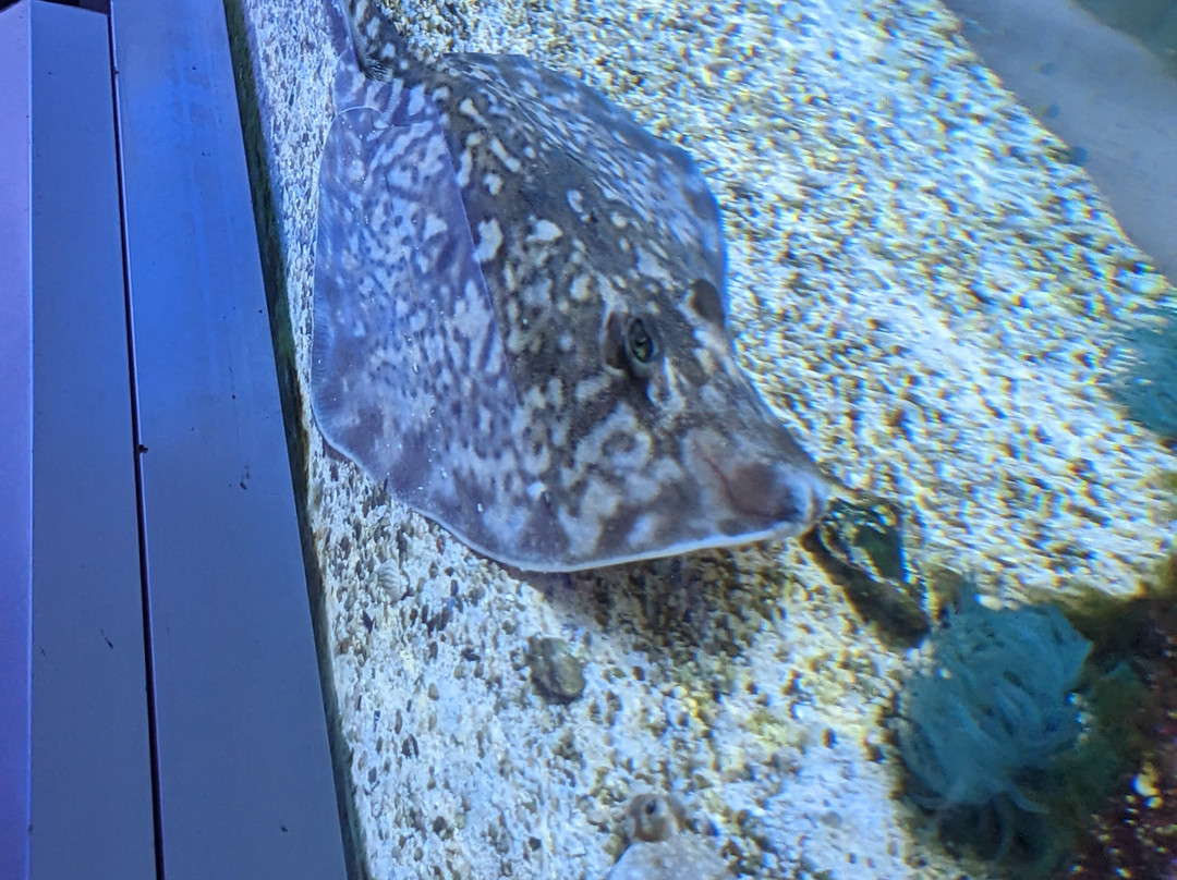 Aquarium de Dunkerque-敦克尔克必去景点