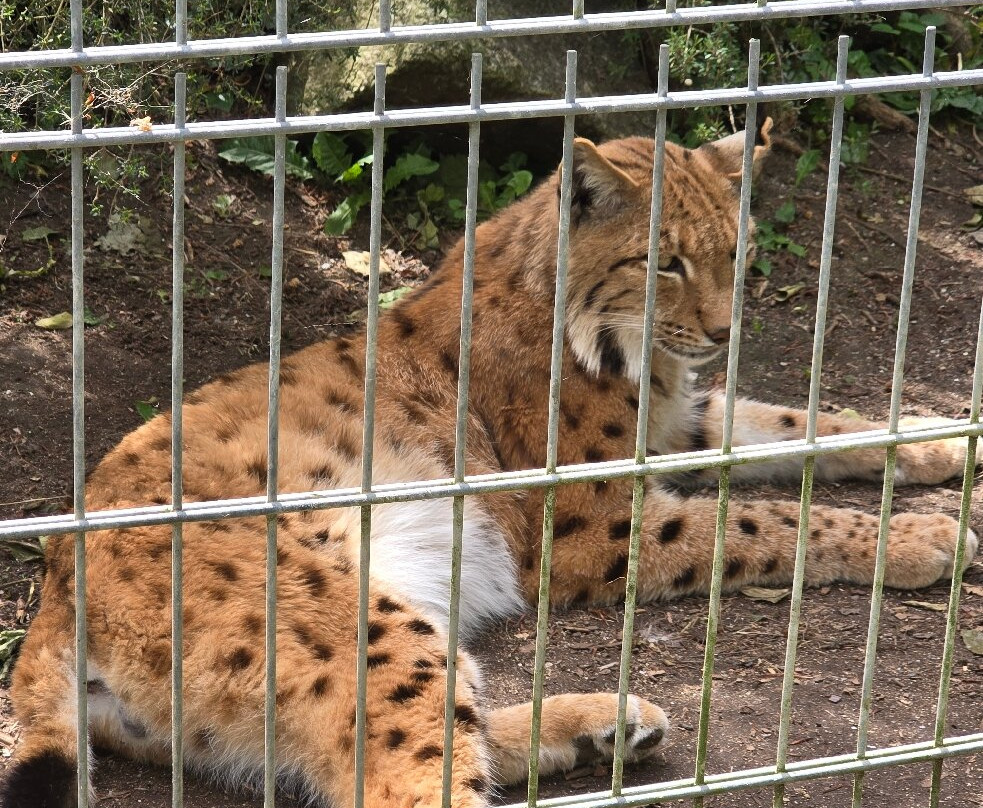 Newquay Zoo-纽奎必去景点