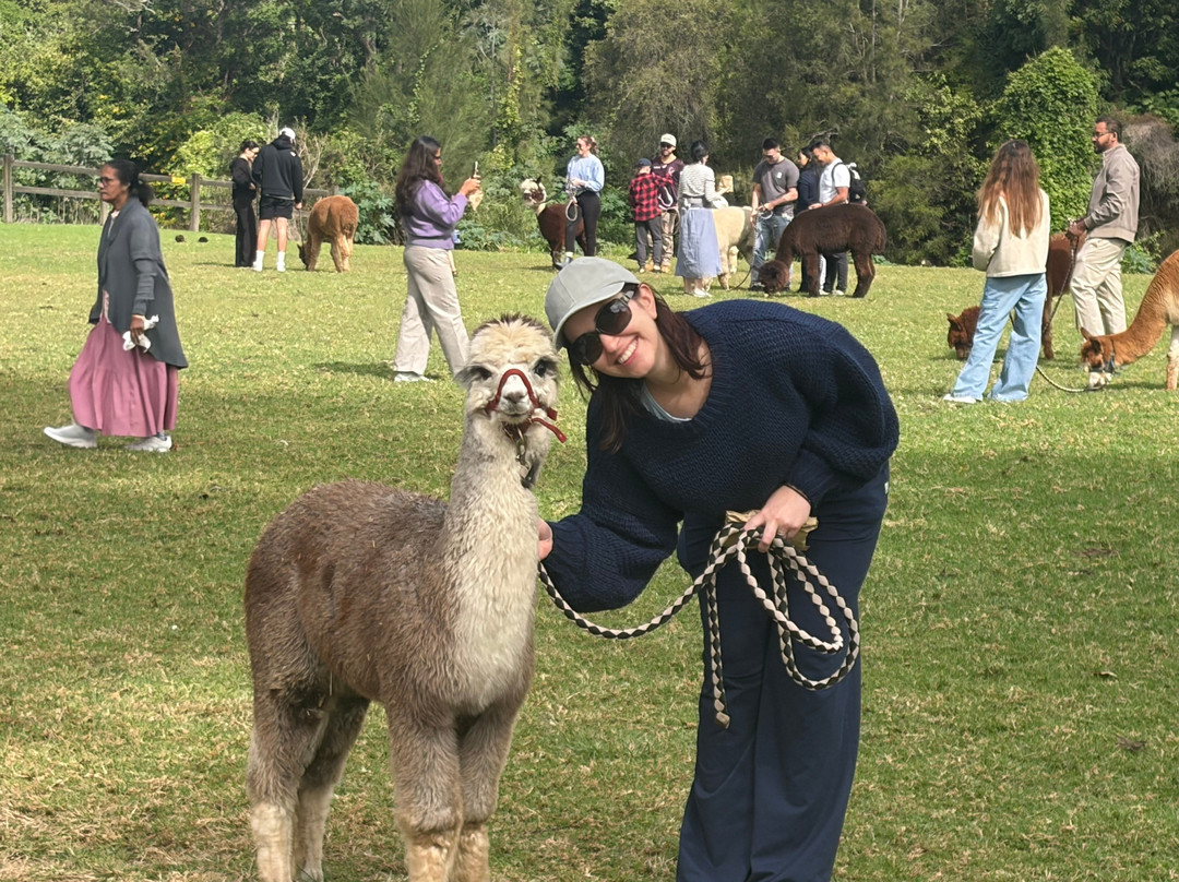 Mountview Alpaca Farm-卡伦格拉必去景点