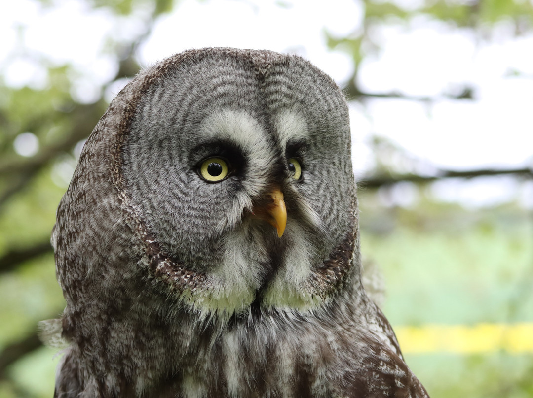 Elite Falconry-Kirkcaldy必去景点