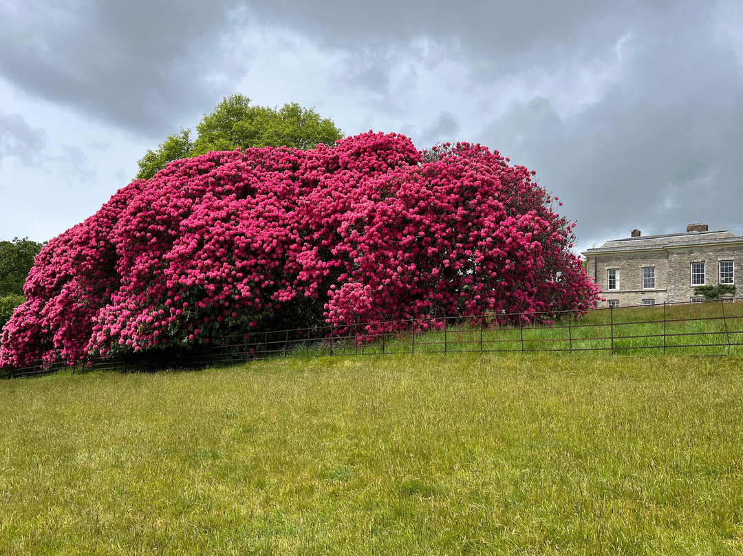 Boconnoc Estate-Lostwithiel必去景点