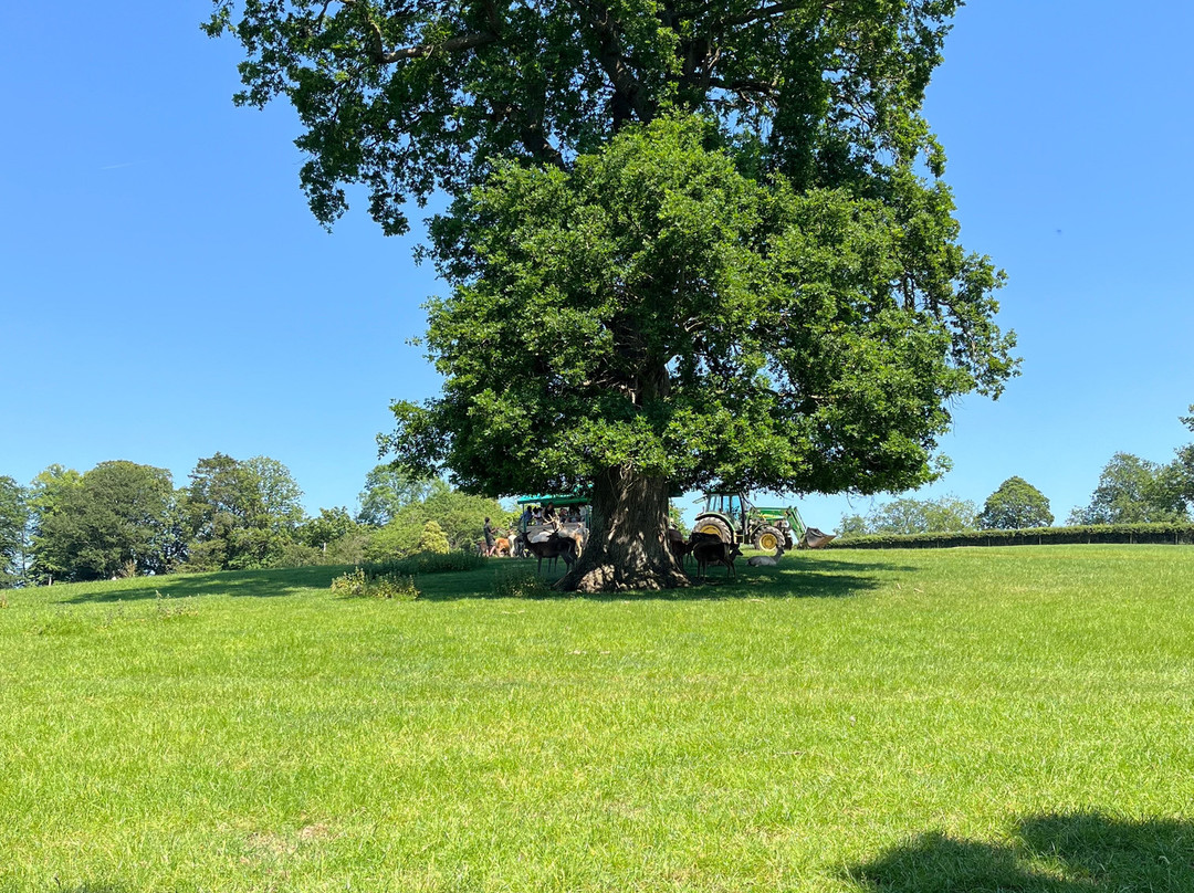 Bucklebury Farm Park-Bucklebury必去景点