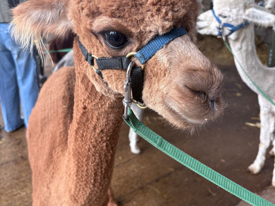 Cotswold Alpacas-切尔滕纳姆必去景点