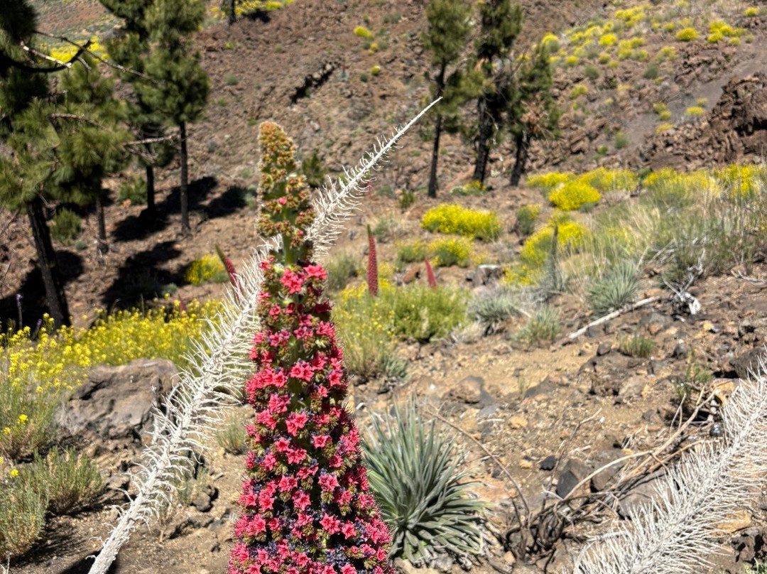 Teide National Park-Vilaflor必去景点