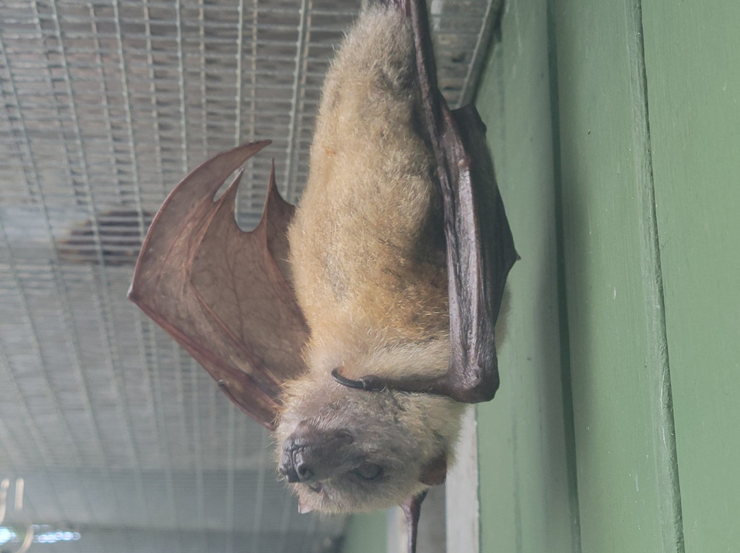 Lubee Bat Conservancy-盖恩斯维尔必去景点