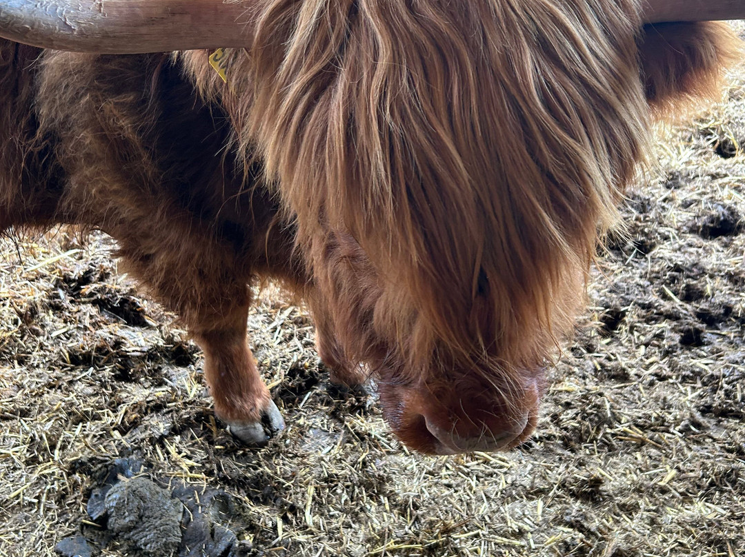 Quex Adventure Farm Park-Birchington必去景点