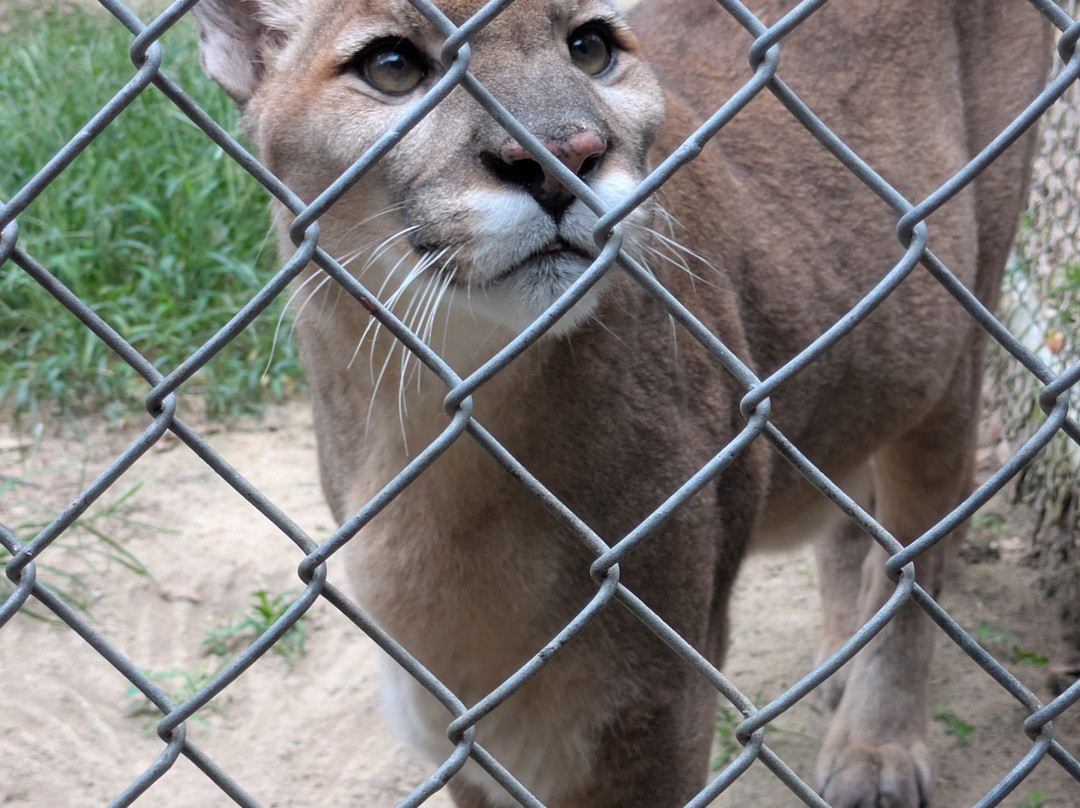 Bear Creek Feline Center-巴拿马城必去景点