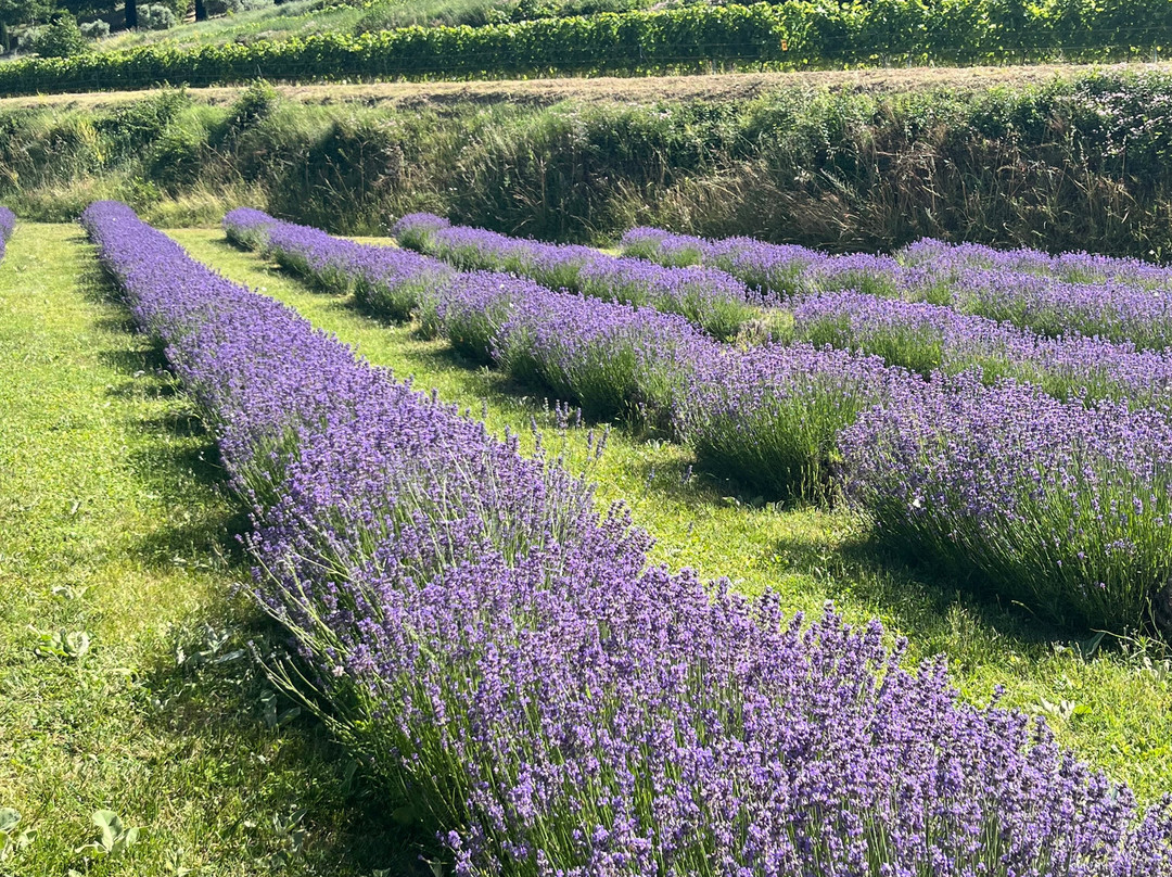 Provence Cycling Holidays主图