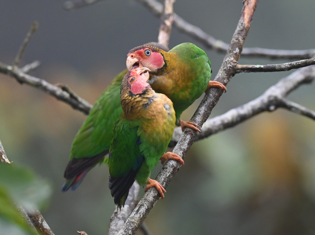 Reserva Mashpi Amagusa-Pacto必去景点