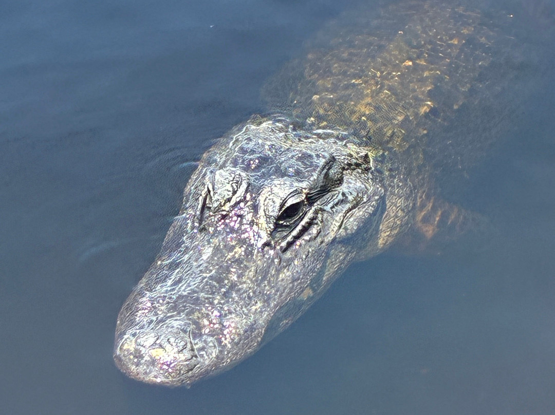Everglades Swamp Tours-Everglades Wildlife Management Area必去景点
