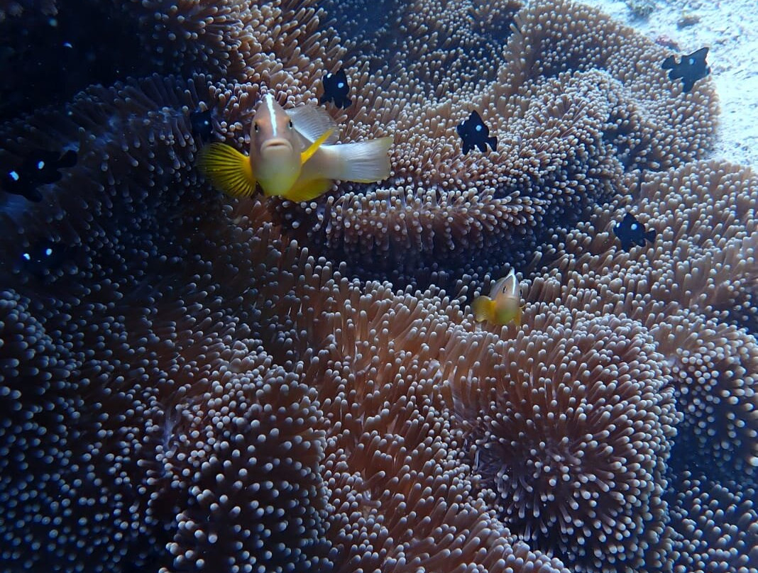 Pemba Dive Center-Makangale必去景点