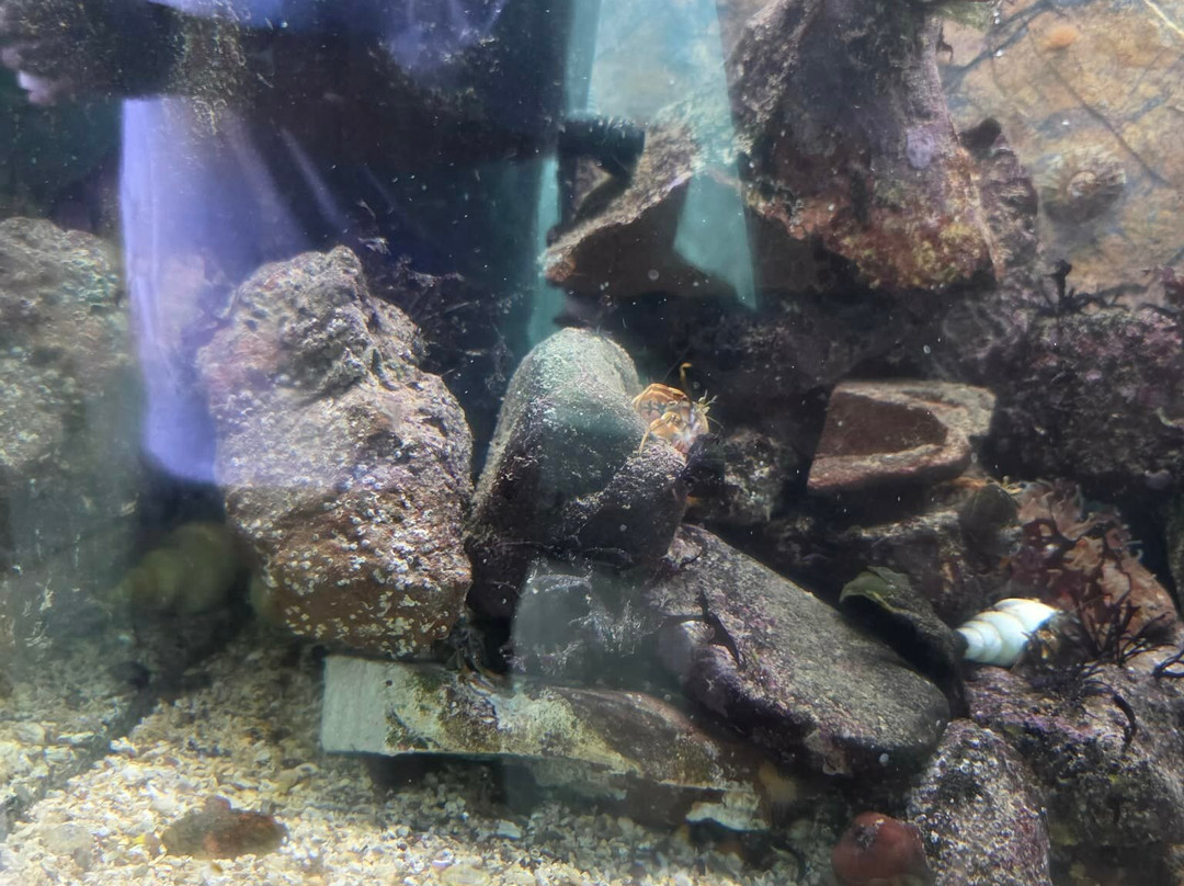 St Abbs Aquarium