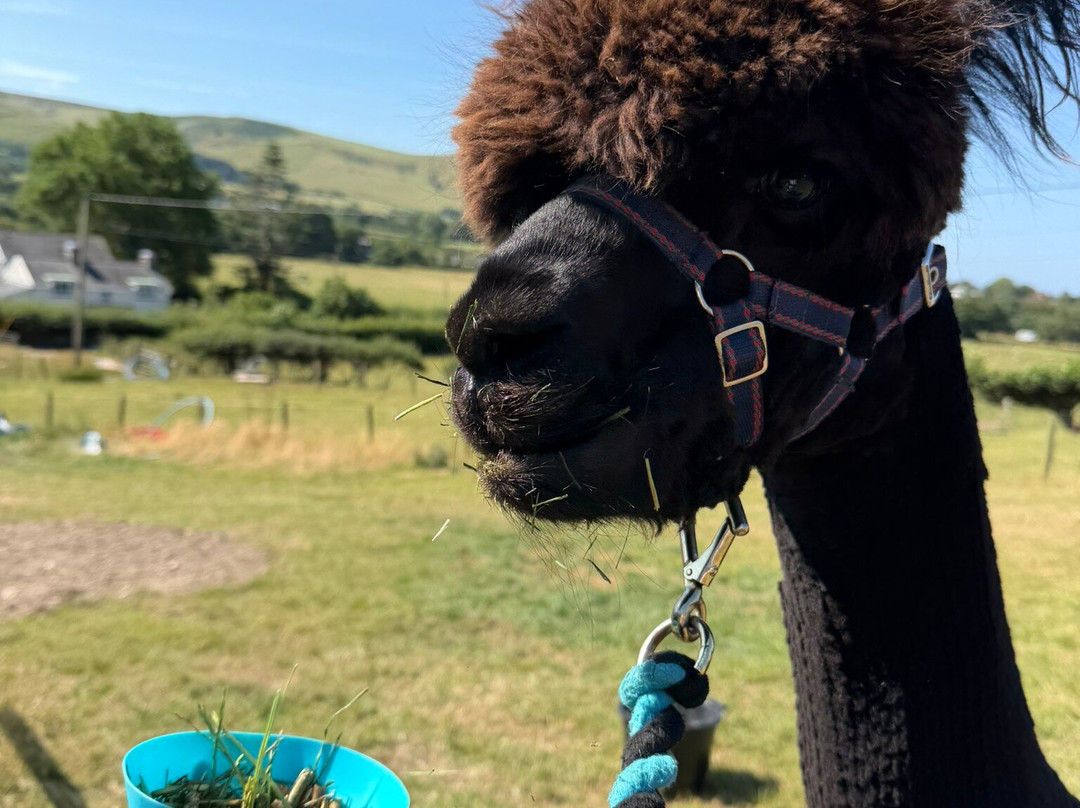 Antur Alpaca At Geufron Farm-Tywyn必去景点