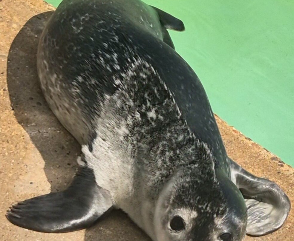 Natureland Seal Sanctuary-斯凯格内斯必去景点
